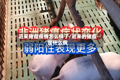 近来猪瘟疫情怎么样了/近来的猪瘟是什么病-第3张图片
