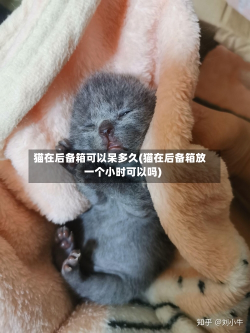 猫在后备箱可以呆多久(猫在后备箱放一个小时可以吗)-第2张图片