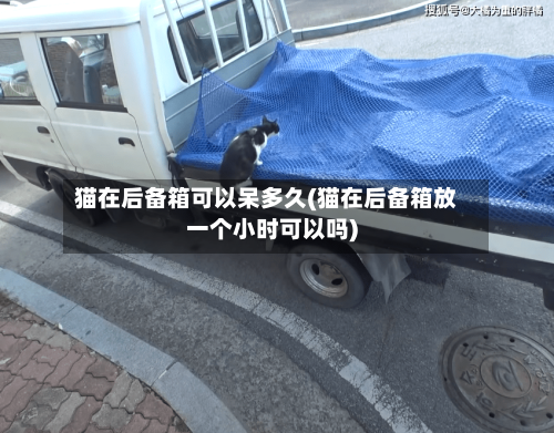 猫在后备箱可以呆多久(猫在后备箱放一个小时可以吗)