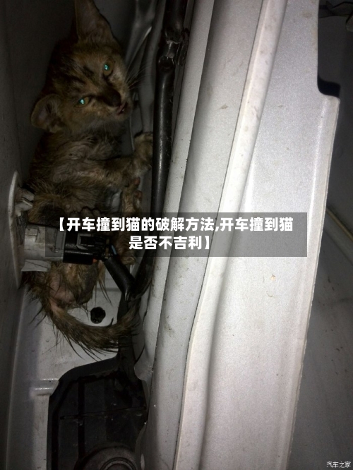 【开车撞到猫的破解方法,开车撞到猫是否不吉利】