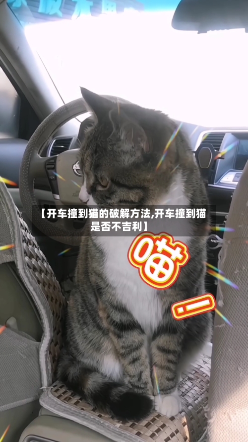 【开车撞到猫的破解方法,开车撞到猫是否不吉利】-第2张图片