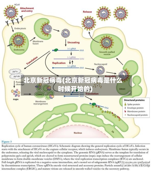 北京新冠病毒(北京新冠病毒是什么时候开始的)